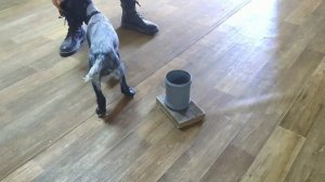 НоузВорк. 1 этап. Подготовка щенка к соревнованиям.