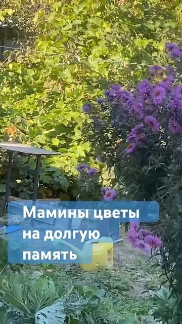 Спасибо маме за цветы, пусть они вечно бы цвели!!! смотреть онлайн