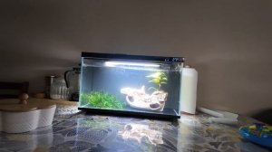 Купила умный аквариум Xiaomi🤔🤩 Распаковка📦 Первые вп?