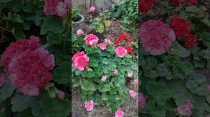 пеларгония occold lagoon