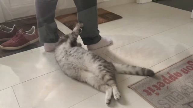 Quarantine/at Home/Cats/Quarantäne/Карантин/Оставайтесь дома/Британские кошки.