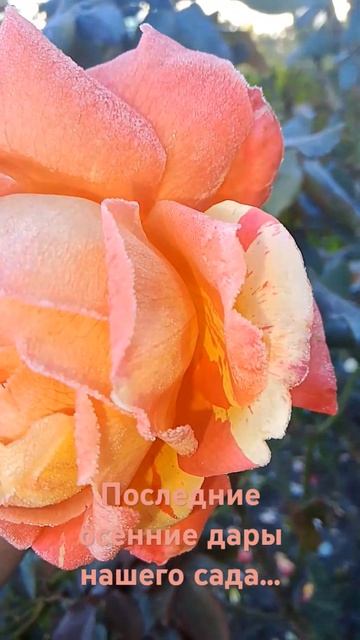 #россия#доброеутро#погода#погодавоктябре#роза#утрр#ос смотреть онлайн