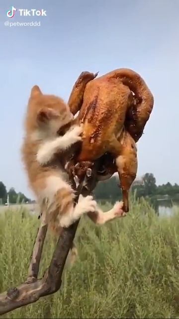 Котёнок ест курицу😄😄 смотреть онлайн