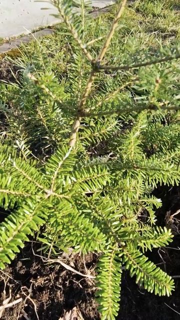 Пихты против помойки смотреть онлайн