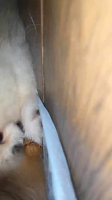 Шпиц или рыжая белка?? 🙄😲😬  Борьба за орешек  #shorts