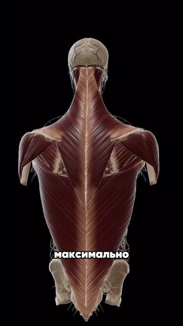 Лучшее упражнение для широкой спины смотреть онлайн