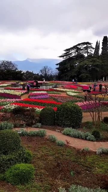 Парад тюльпанов #тюльпаны #ботсад #природа #nature #flowers