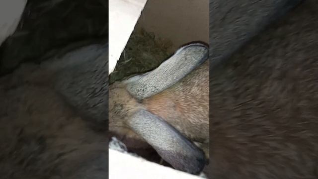 Крольчата июня на весах.Рождённые в жару и два месяца ? смотреть онлайн