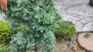 ПЕРВАЯ ФОРМИРУЮЩАЯ СТРИЖКА КИПАРИСОВИКА  БУЛЕВАРД!