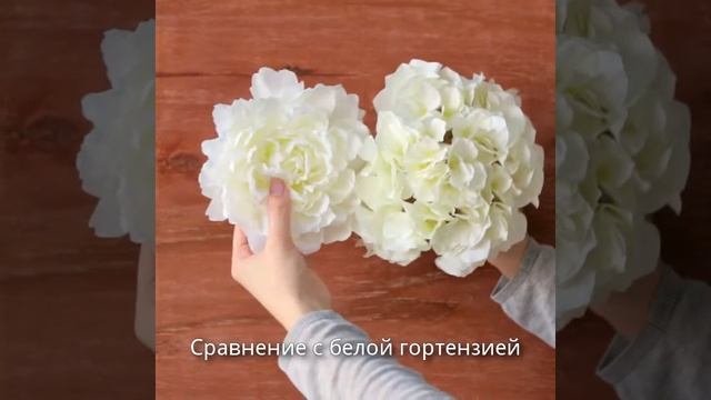 Белый пион смотреть онлайн