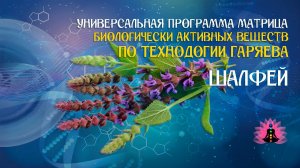 Шалфей  🔊 программа матрица по технологии Гаряева П.П ☀️ SoftRadio.ru