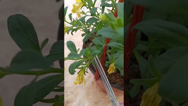 Как стричь калибрахоа? смотреть онлайн