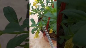 Как стричь калибрахоа?