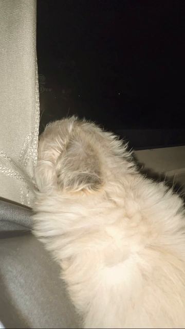 Талла смотрит в окошко,пока мы едем 13 часов🥰 #fargona #music смотреть онлайн