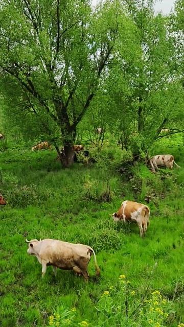 Коровы пасутся, Алтайский край, село Лосиха. Cows graze, Altai смотреть онлайн