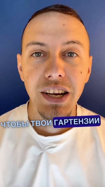 Что делать если твои гортензии вянут смотреть онлайн