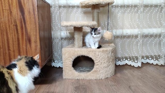 Веселая кошачья семья. Котята и кошки весело играют.