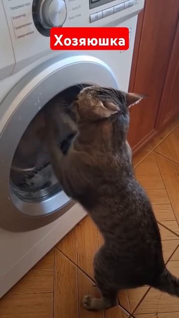 Надо всё успеть, пока муж не пришёл с работы) #животные