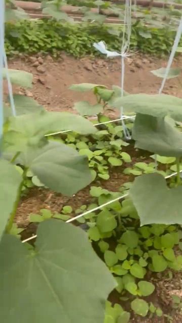 Огурцы в теплице 8 смотреть онлайн