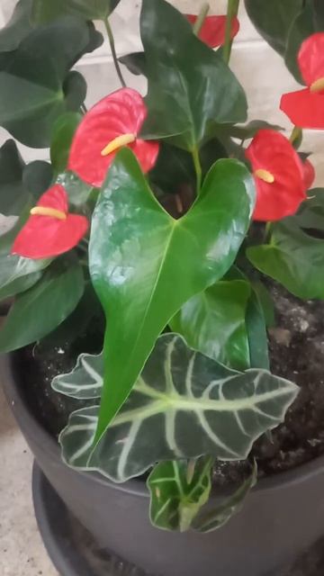 Антуриумы цветут и растут в гигантском кашпо. смотреть онлайн