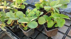 Чем обработать рассаду клубники после получения