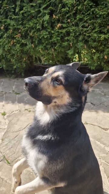 ВЕО Бронислав. Восточники не сидят в зайке.. Моншер Вир смотреть онлайн