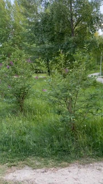 СУРГУТ 15.06.23 СИРЕНЬ ЦВЕТЕТ ВЕЗДЕ! #сургут #сирень #погод смотреть онлайн