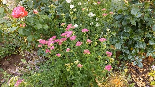 Жизнь на Даче. Умная собачка Соня. Очень жарко. Завязал смотреть онлайн