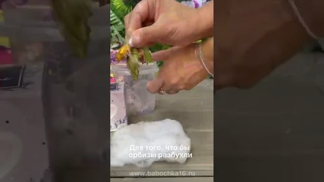 Домашняя ферма бабочек для самостоятельно выращивани смотреть онлайн