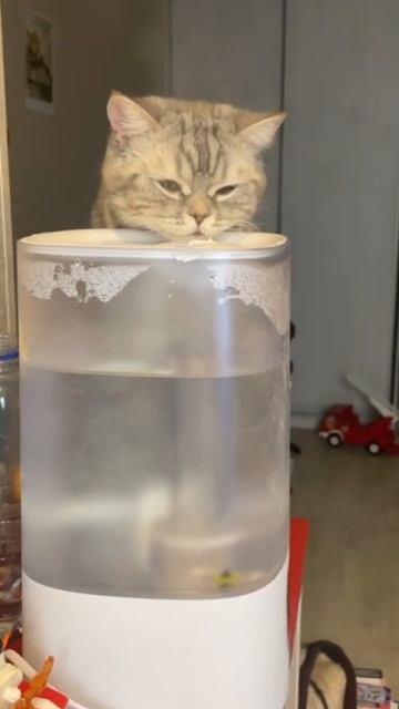 Funnycat #котики #cats #shorts #cat #funny #смешнойкот #увлажнитель #с? смотреть онлайн