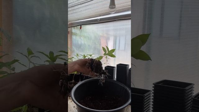 Перевалка метельчатой гортензии в Р9, с морскими перер