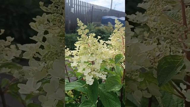 А Пинки Винки ли это? смотреть онлайн