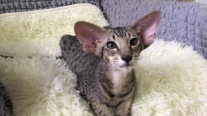 Ориентальные котята