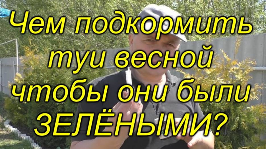 🌿 Чем удобрить тую весной для пышной хвои? Наш проверенный способ! смотреть онлайн