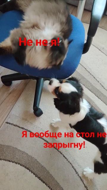 кто спёр? хомяк ещё есть- он и спёр! #юмор #животные #cat #с смотреть онлайн