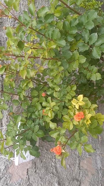 Оранжевые розочки с желтой каймой. смотреть онлайн