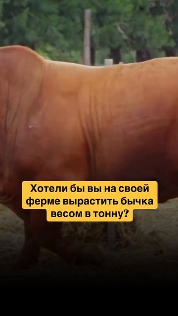 Хотели бы вы на своей ферме вырастить бычка весом в то? смотреть онлайн