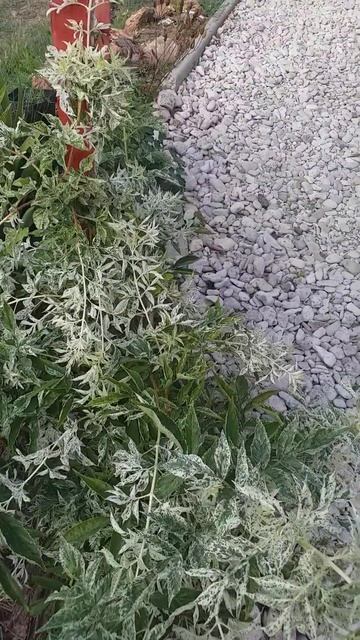 Бузина чёрная ПУЛЬВЕРУЛЕНТА 🌿(Pulverulenta) смотреть онлайн