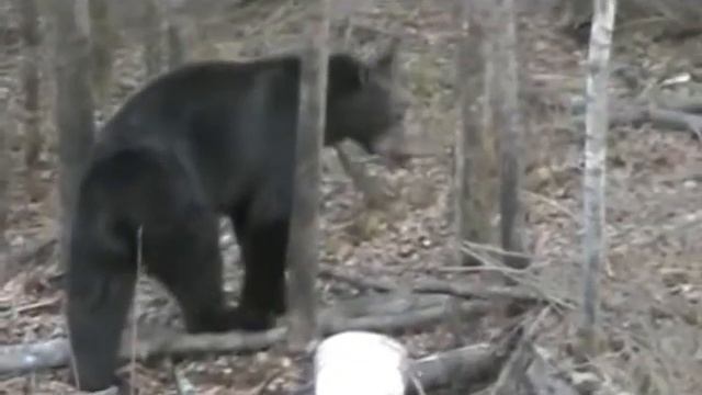 Hunting_Bear _ Охота_На_Медведя смотреть онлайн
