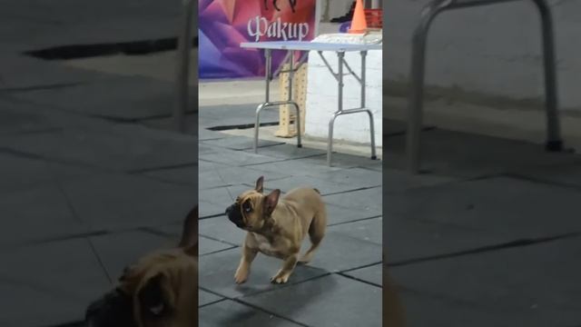 Феня ❤️ #french_bulldog_38 #bulldog #французскийбульдогщенки смотреть онлайн