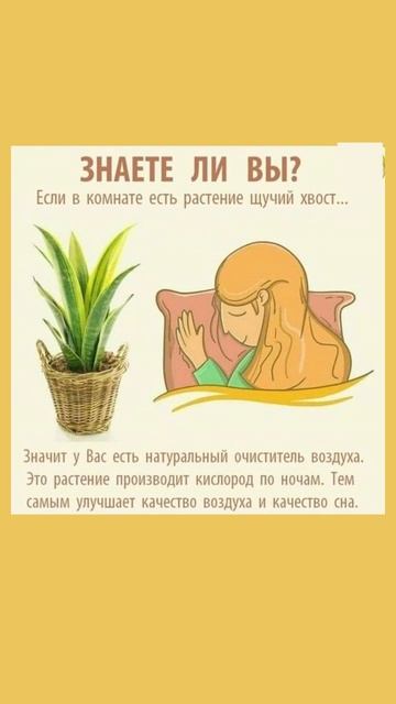 Растение как натуральный очиститель воздуха #растени? смотреть онлайн