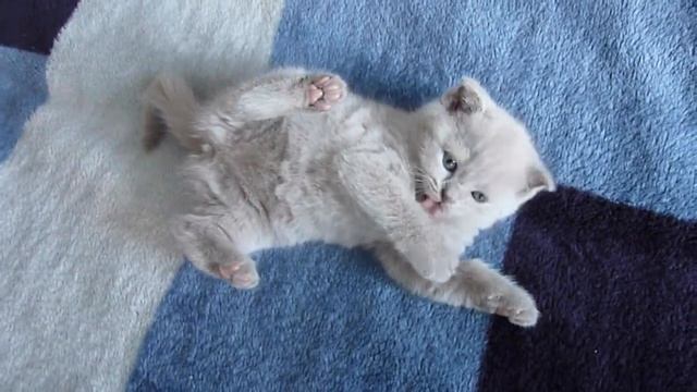 Шотландский вислоухий игривый котенок. смотреть онлайн