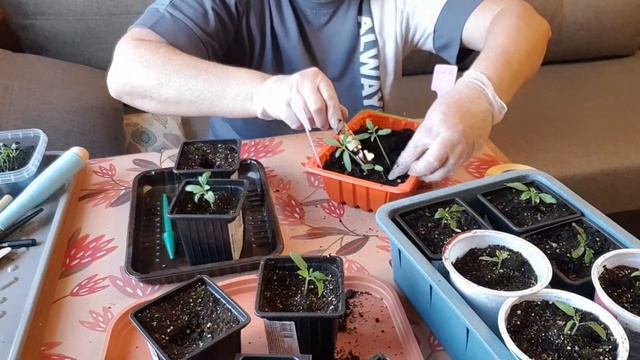 ПИКИРОВКА ТОМАТНЫХ ДЕРЕВЬЕВ🍅, ПИКИРОВКА ВИОЛЫ🌸.#ого