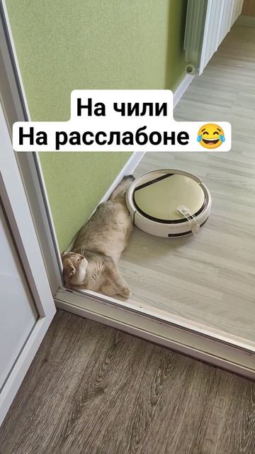 На чиле , на расслабоне 😂 Как быть спокойной кошкой, е? смотреть онлайн