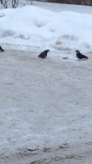 Кормить птиц зимой смотреть онлайн