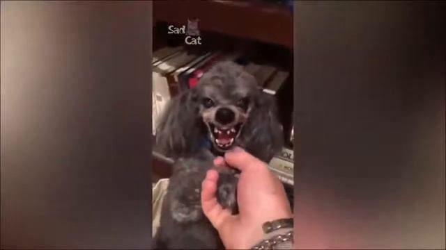 ПРИКОЛЫ 2018 Мир смеха до слез ржака до слез угар прикол ПРИКОЛЮХА смотреть онлайн