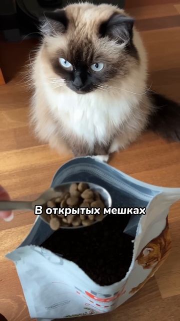 Вот почему не стоит покупать кошачий корм на развес смотреть онлайн
