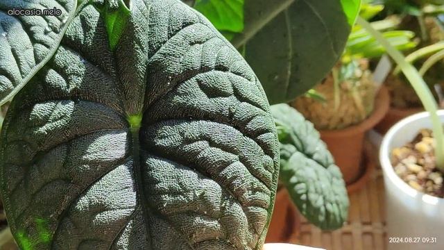 Алоказии /август 2024/... Melo, Maharani, Sanderiana 'Nobilis', Sinuata, Scalprum, Mi