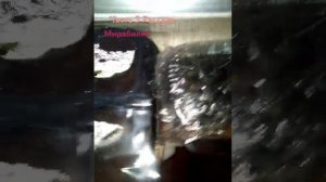 Мирабилис рассада часть 3