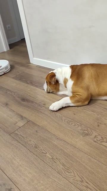 Бульдог 🥖Батон 🥖 и робот пылесос. смотреть онлайн